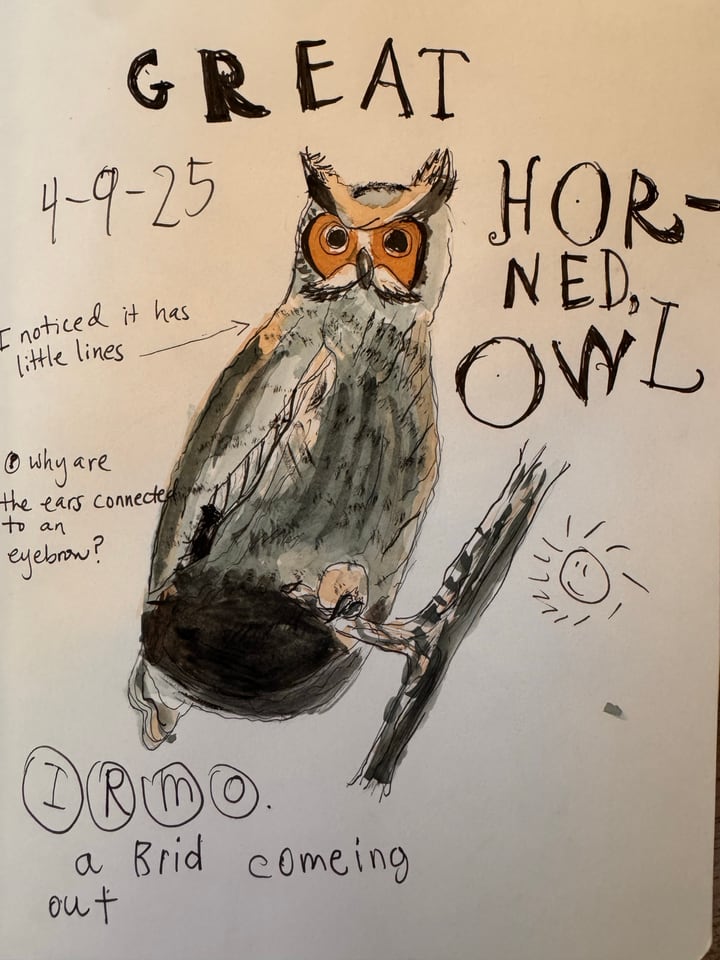A handwritten nature journal page with a watercolor drawing of a great horned owl and observation notes